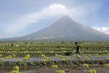 rýžová pole na Filipínách (farmers plant rice near the foot of Mayon volcano, background, in Camalig township, Albay province in central Philippines)