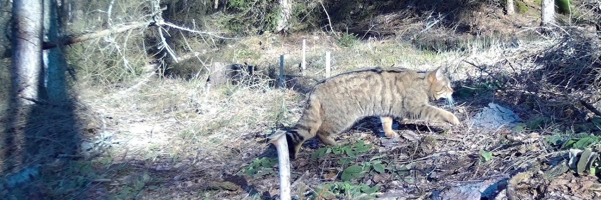 Fotopast v národním parku České Švýcarsko zachytila vzácnou kočku divokou