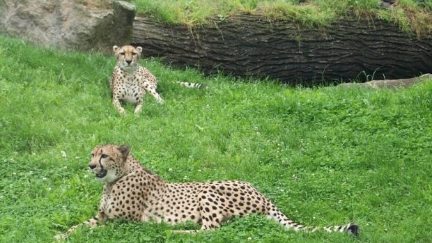 Pár gepardů v Zoo Dvůr Králové