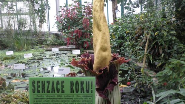 Zmijovec titánský vykvetl po deseti letech čekání v Botanické zahradě v Liberci.