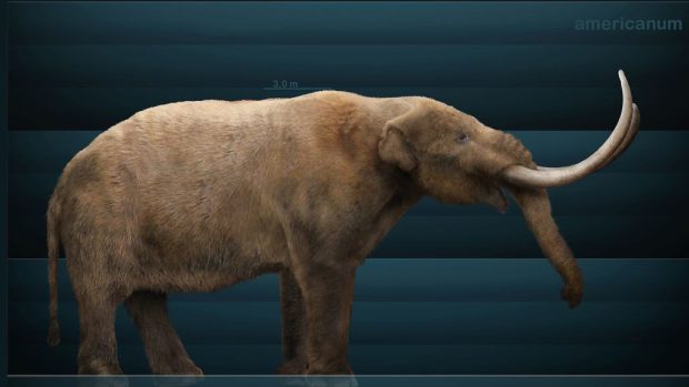 Rekonstrukce podoby severoamerického mastodonta (Mammut americanum)