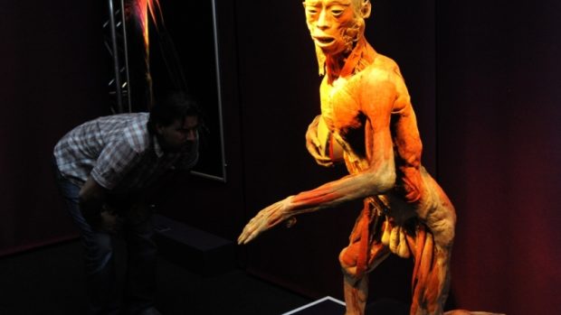 Výstava The Human Body Exhibition představí zhruba 200 exponátů z lidských těl či jejich částí zakonzervovaných pomocí plastinace