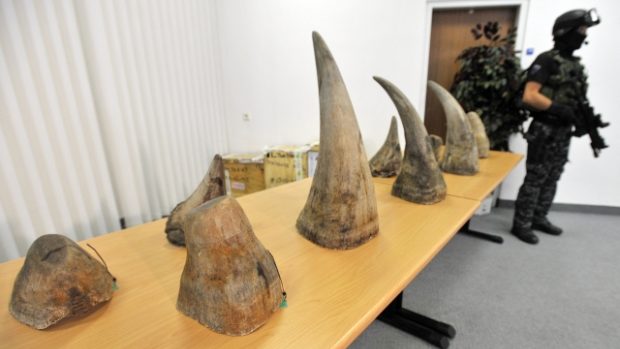 Zabavené rohy nosorožců. Jde o největší odhalený případ pašování rohů přísně chráněného nosorožce tuponosého v Česku