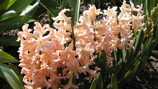 Hyacint &quot;Oranje Boven&quot; (Hyacinthus oranje boven)