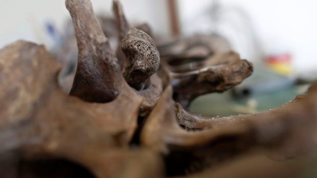 Archeologové v Mexiku zkoumají kostru mamuta