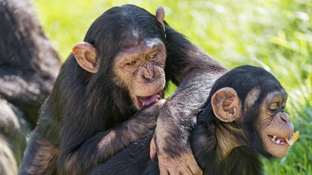Šimpanzí mláďata (ilustrační foto)
