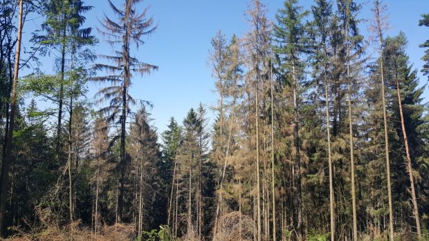 Kůrovcem napadený smrkový les na Dačicku