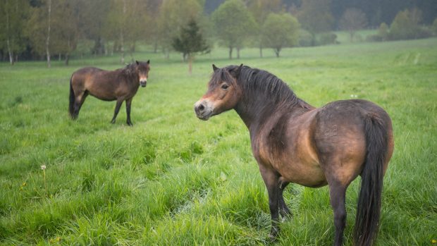 Divocí koně v nové rezervaci u Lipna nad Vltavou