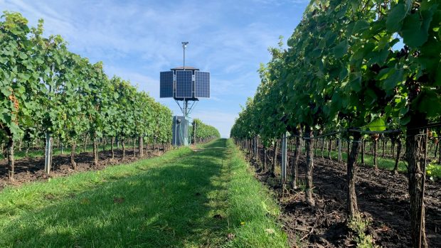 Speciální laser by mohl pomoct vinařům ochránit úrodu před hladovými špačky