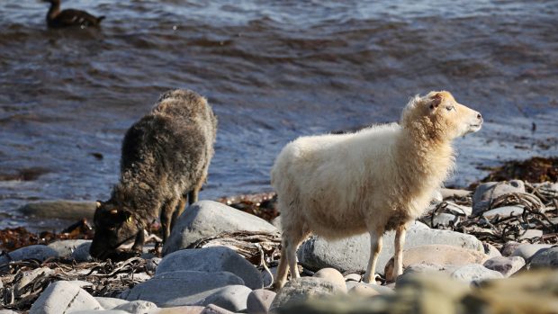 Ovce na ostrově North Ronaldsay