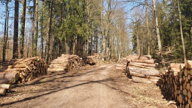 V tuzemských lesích dochází odpadní dřevo, které je vhodné k energetickému využití (ilustrační foto)