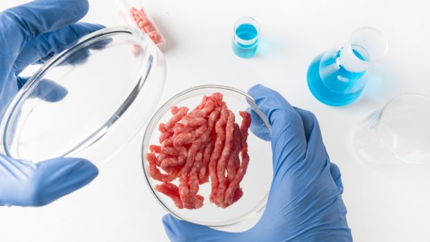 Umělé maso v Petriho misce