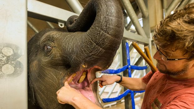 Slon indický, kterého v pražské zoo chovají, je na tom podle Kristena v přírodě velmi špatně