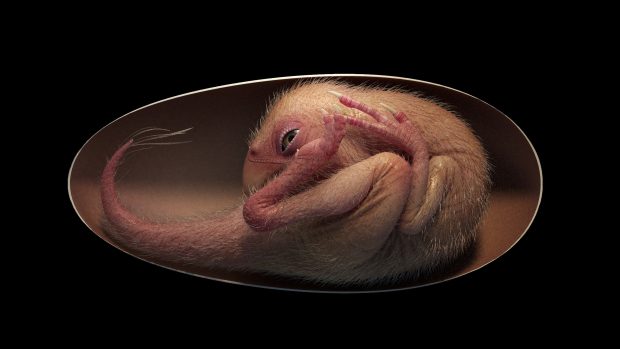 Čínští vědci objevili nejlépe zachovalé dinosauří embryo. Vizualizace napovídá, jak kdysi vypadal tvor vyvíjející se uvnitř vejce