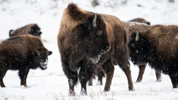 Yellowstonský národní park, který se rozkládá na území amerických států Wyoming, Montana a Idaho, pokryl sníh. Stádu bizonů to ale vůbec nevadí