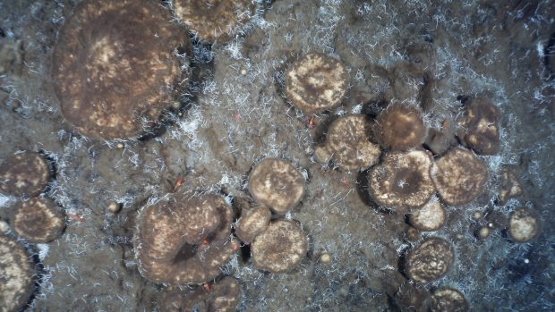 Na dně Severního ledového oceánu objevili vědci houby