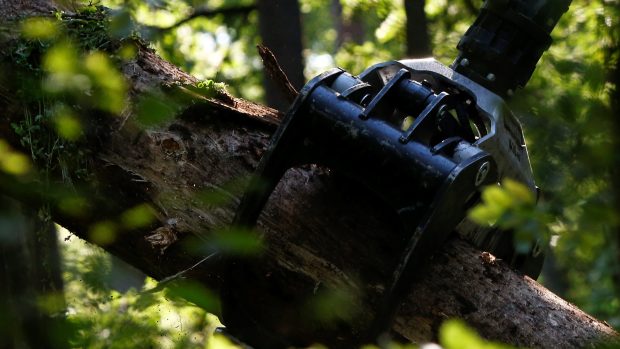 Kácení stromů v Bělověžském národním parku pokračuje i po vydání předběžného opatření Soudního dvora EU