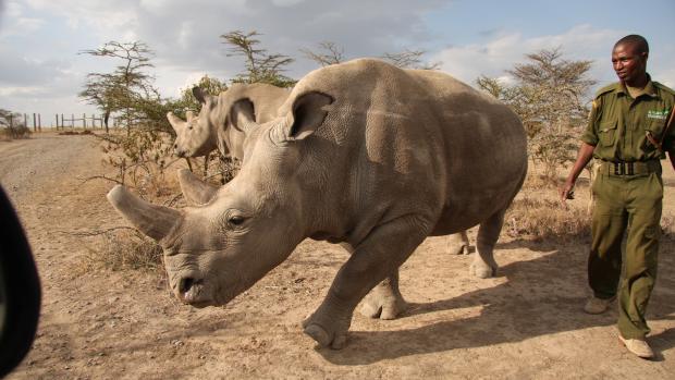 Bílý nosorožec Sudán.