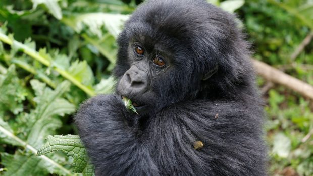Mládě kriticky ohrožené gorily horské v národním parku ve Rwandě