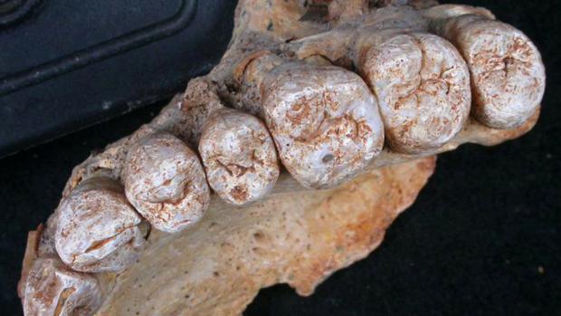 Izraelci objevili v jeskyni Misliya v pohoří Karmel na severu země část lidské horní čelisti s osmi zuby, která podle nich jednoznačně patří člověku druhu homo sapiens a je stará asi 180 tisíc let.