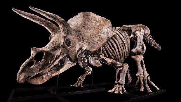 Triceratops přezdívaný „Big John“ (Velký John)
