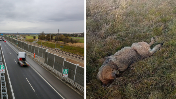 Na dálnici D3 nalezli sraženého vlka