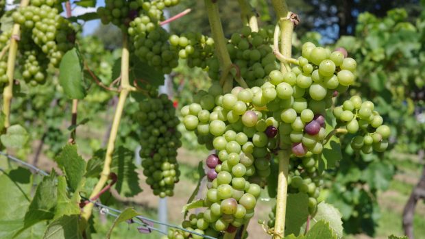 Británie sleduje s napětím počasí pro dozrávající úrodu vín