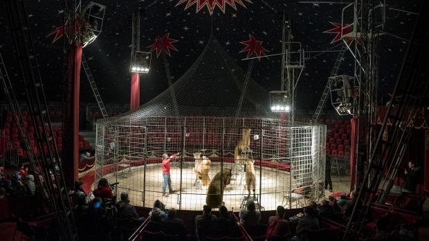 Zvířata v cirkuse (ilustrační foto)