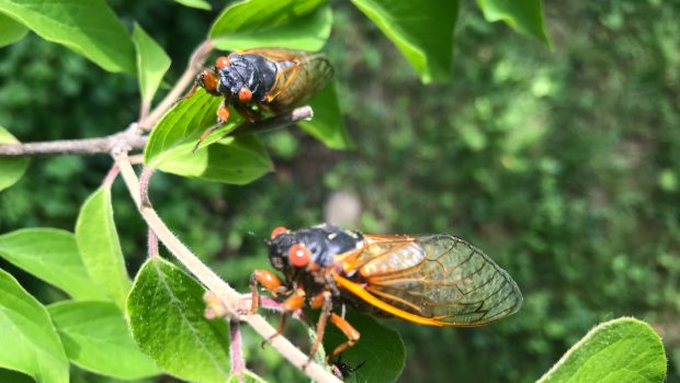 Až se tyto cikády ve Washingtonu a na území 15 amerických států rozmnoží a zemřou, larvy další generace budou znovu čekat a vyvíjet se pod zemí jako takový hmyzí underground.