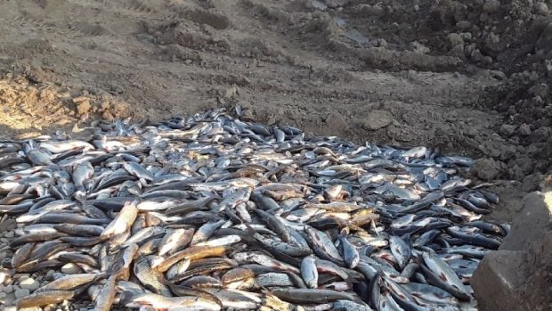 Uhynulé ryby po úniku chemikálie do řeky Bečvy