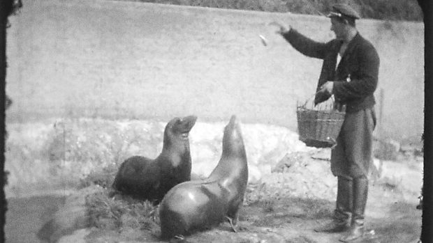 Lachtani Batul a Hýta, které pražské Zoo věnoval Vlasta Burian – záběr musel být pořízen mezi 10. červencem 1934, kdy byli oba lachtani přivezeni, a 15. říjnem 1935, kdy Batul zemřel