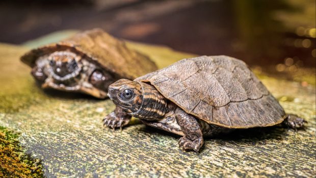 Mláďata želvy záhadné jsou velká zhruba 7 cm, v dospělosti dorostou až do 23 cm délky