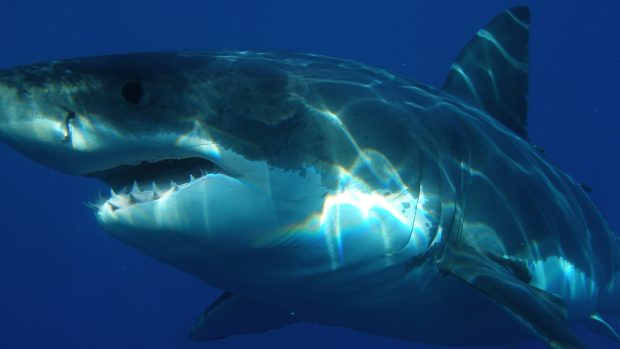 Žralok bílý (ilustrační foto)