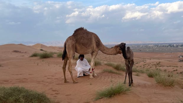 Beduíni v ománské poušti chovají velbloudy nejen na maso, ale také na soutěže krásy a rychlosti