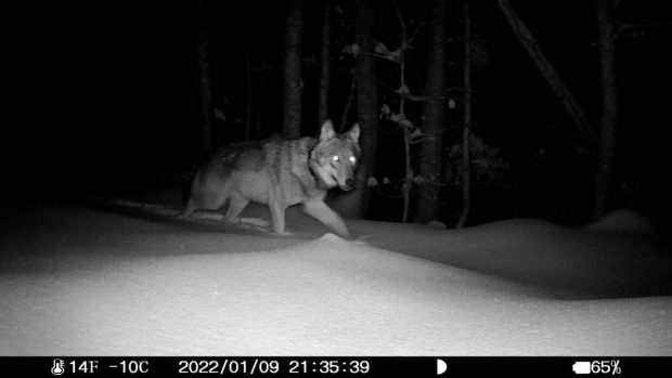 Jedna z obojkovaných vlčic zachycená v lednu na fotopasti v Bavorském lese