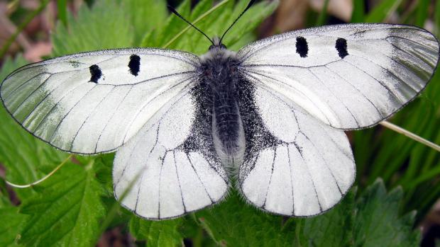 V Milovickém lese pod Pálavou vymírá motýl jasoň dymnivkový, který je kriticky ohrožený.