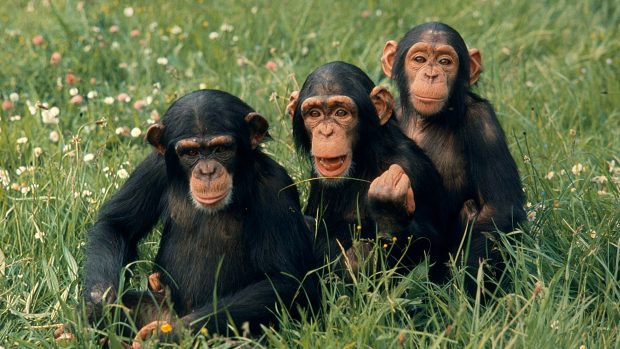 V hodonínské zoo utekli tři šimpanzi z expozice (ilustrační foto)