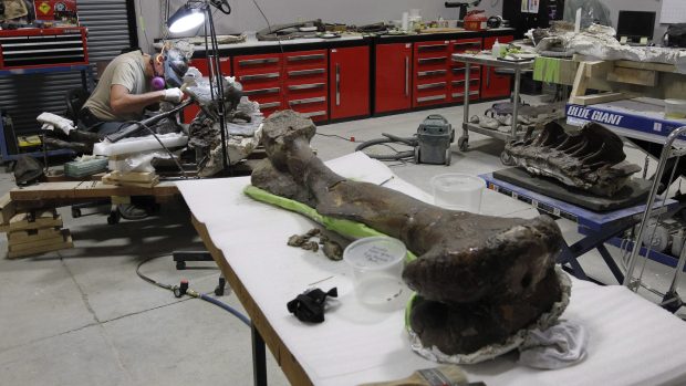 Archeologický nález - kost z nohy thescelosaura