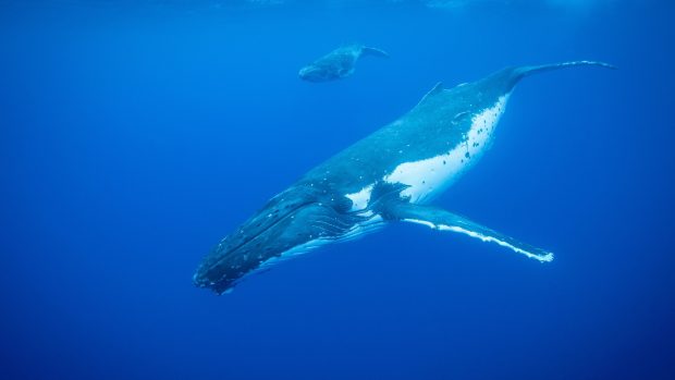 Každá velryba má jedinečný tvar ocasu, podle kterého ji umí AI identifikovat (ilustrační foto)