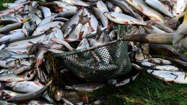 Otrava řeky Bečvy způsobila úhyn několika desítek tun ryb