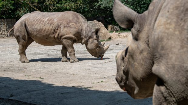 Nosorožci černí, kteří byli v roce 2019 převezeni ze zoo ve Dvoře Králové nad Labem do Rwandy