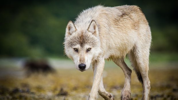 Počet vlků obecných v Česku roste