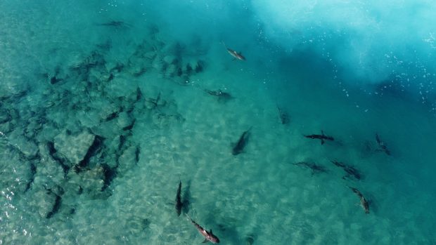 Skupina žraloků v mělkých vodách Středozemního moře nedaleko Izraele