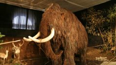 Lovci mamutů: Mamut
