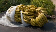 Banánový trs