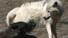 Černí vlci žijí spíše v lesích, zatímco domovem bílých vlků je tundra