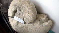 Zkamenělina hlavonožce /Ptenoceras alatum - Amonit ??/ (Regionální muzeum vesnice Dolní Újezd)