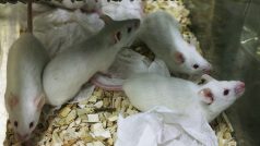 Bílé myši