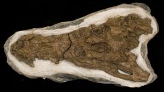 Malý pravěký krokodýl byl zřejmě jedním z hlavních potravních zdrojů hada Titanoboa