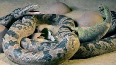 Had, který dorůstal do délky 3,5 m, dostal jméno Sanajeh indicus